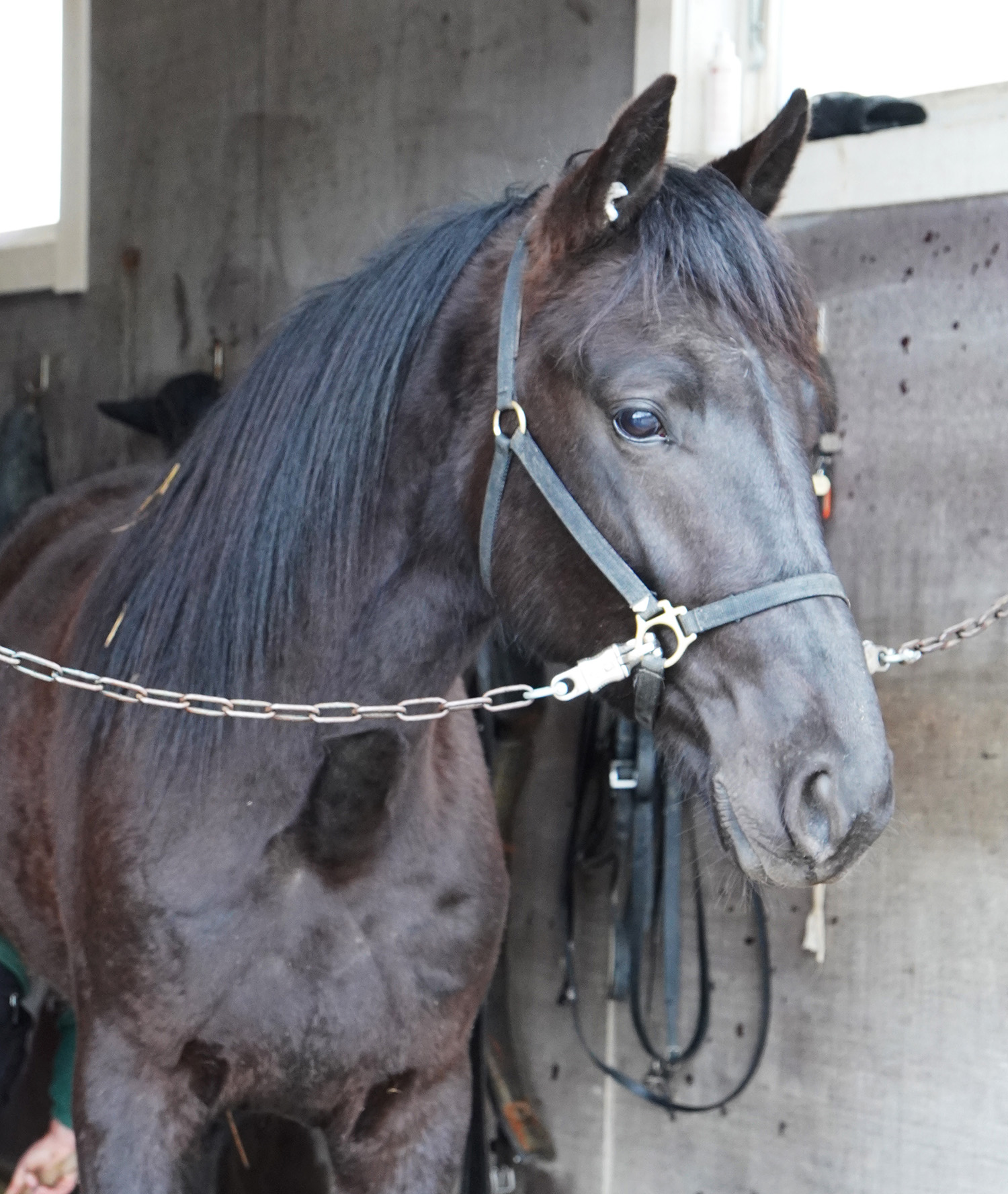 Jump Shot nu i ungh&auml;ststallet p&aring; Yttersta. Foto: A.Lindblom